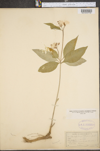 Asclepias quadrifolia image