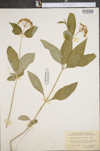 Asclepias quadrifolia image