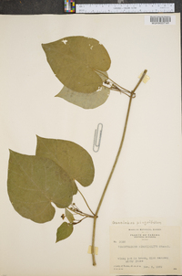 Matelea pinguifolia image