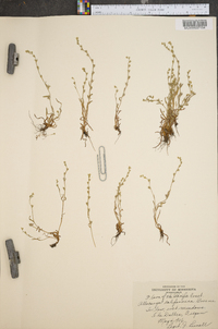 Allocarya californica image