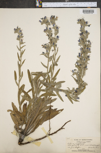 Echium vulgare image