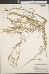 Heliotropium antillanum image