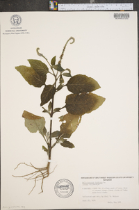 Heliotropium indicum image