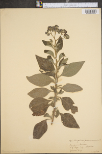 Heliotropium peruvianum image