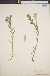 Buglossoides arvensis image