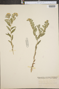 Lithospermum canescens image