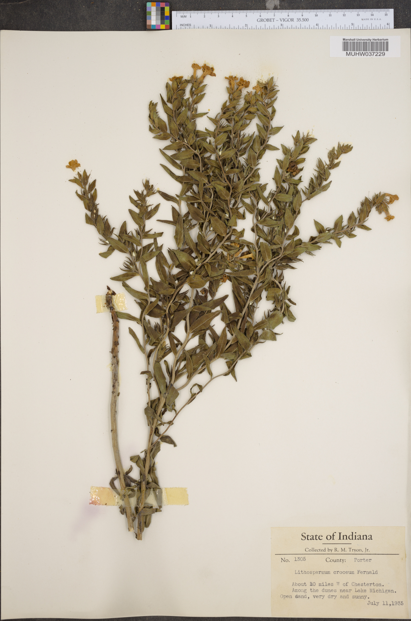 Lithospermum croceum image