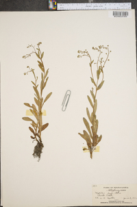 Myosotis laxa image