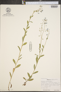 Myosotis scorpioides image