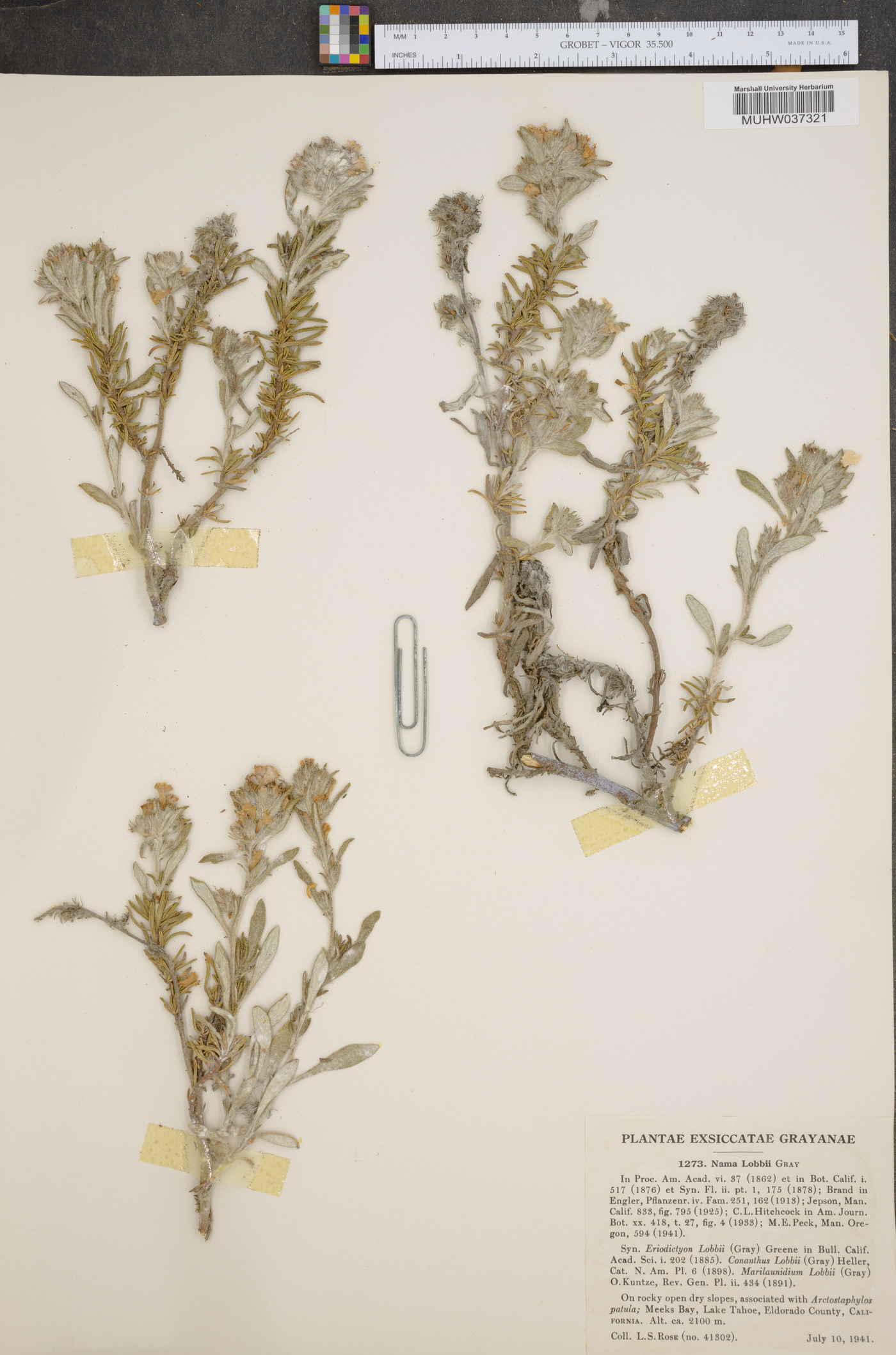 Eriodictyon lobbii image