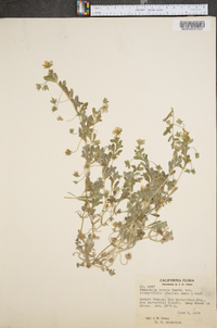 Nemophila rotata image