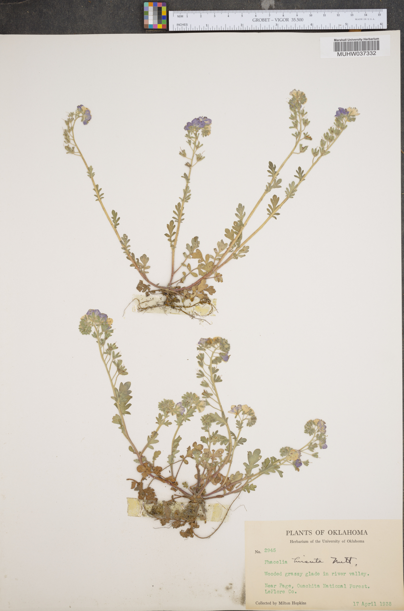 Phacelia hirsuta image
