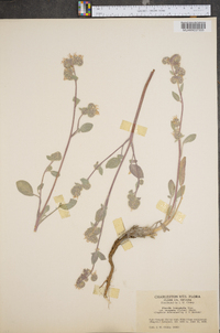 Phacelia leucophylla image