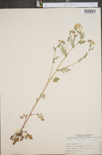 Phacelia purshii image