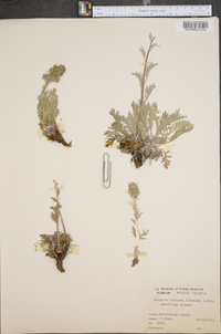 Phacelia sericea image