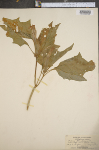 Datura stramonium image