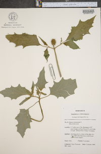 Datura stramonium image