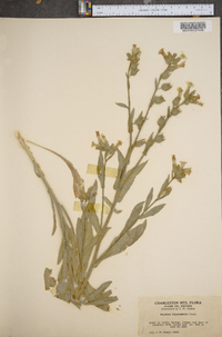 Nicotiana obtusifolia var. obtusifolia image