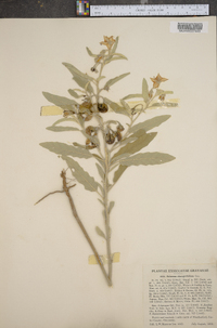 Solanum elaeagnifolium image