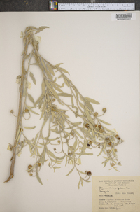 Solanum elaeagnifolium image