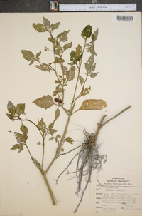 Solanum nigrum image