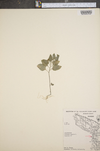 Solanum nigrum image