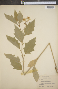 Solanum paniculatum image