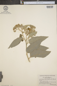 Solanum paniculatum image