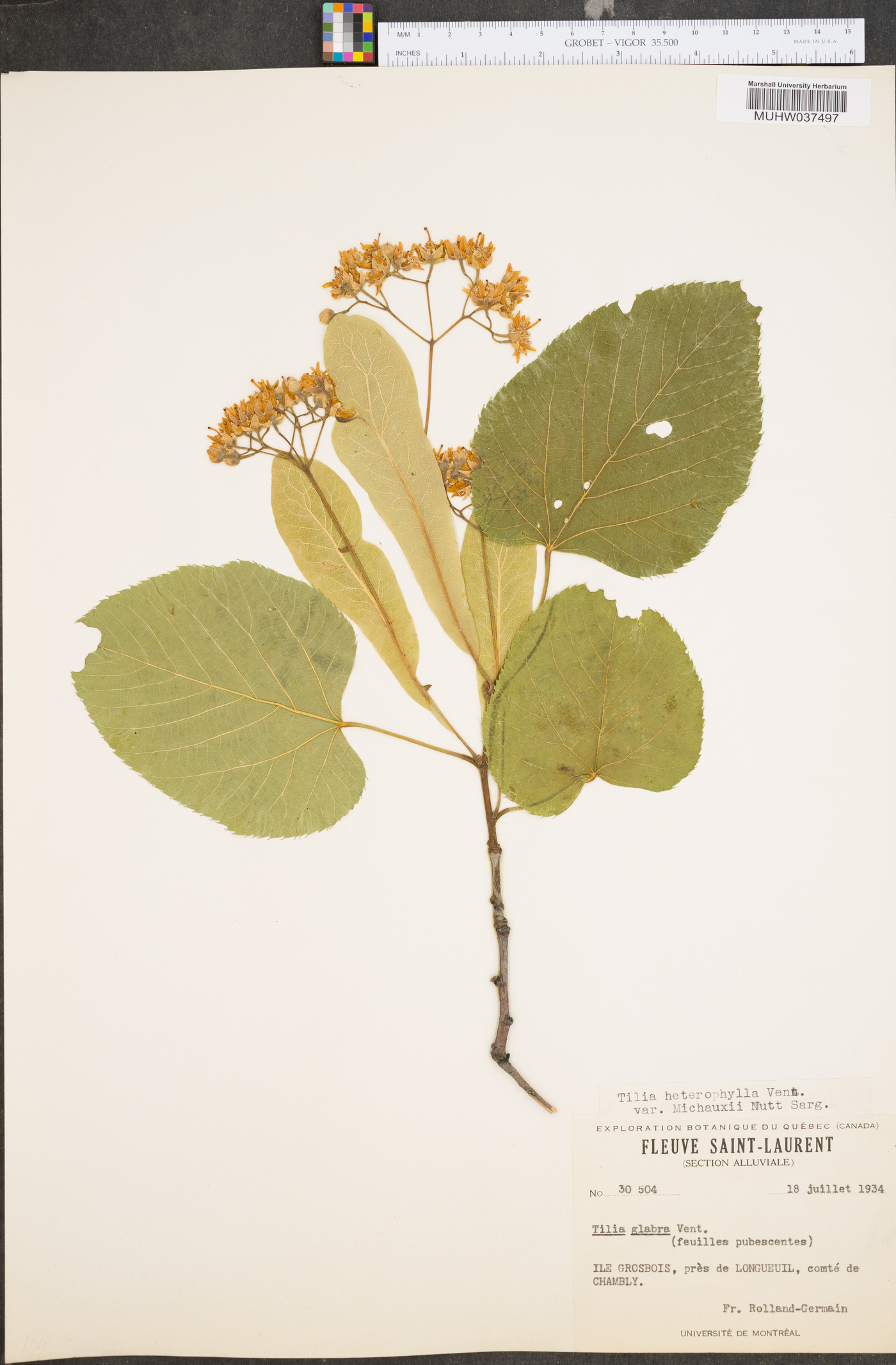 Tilia heterophylla var. michauxii image