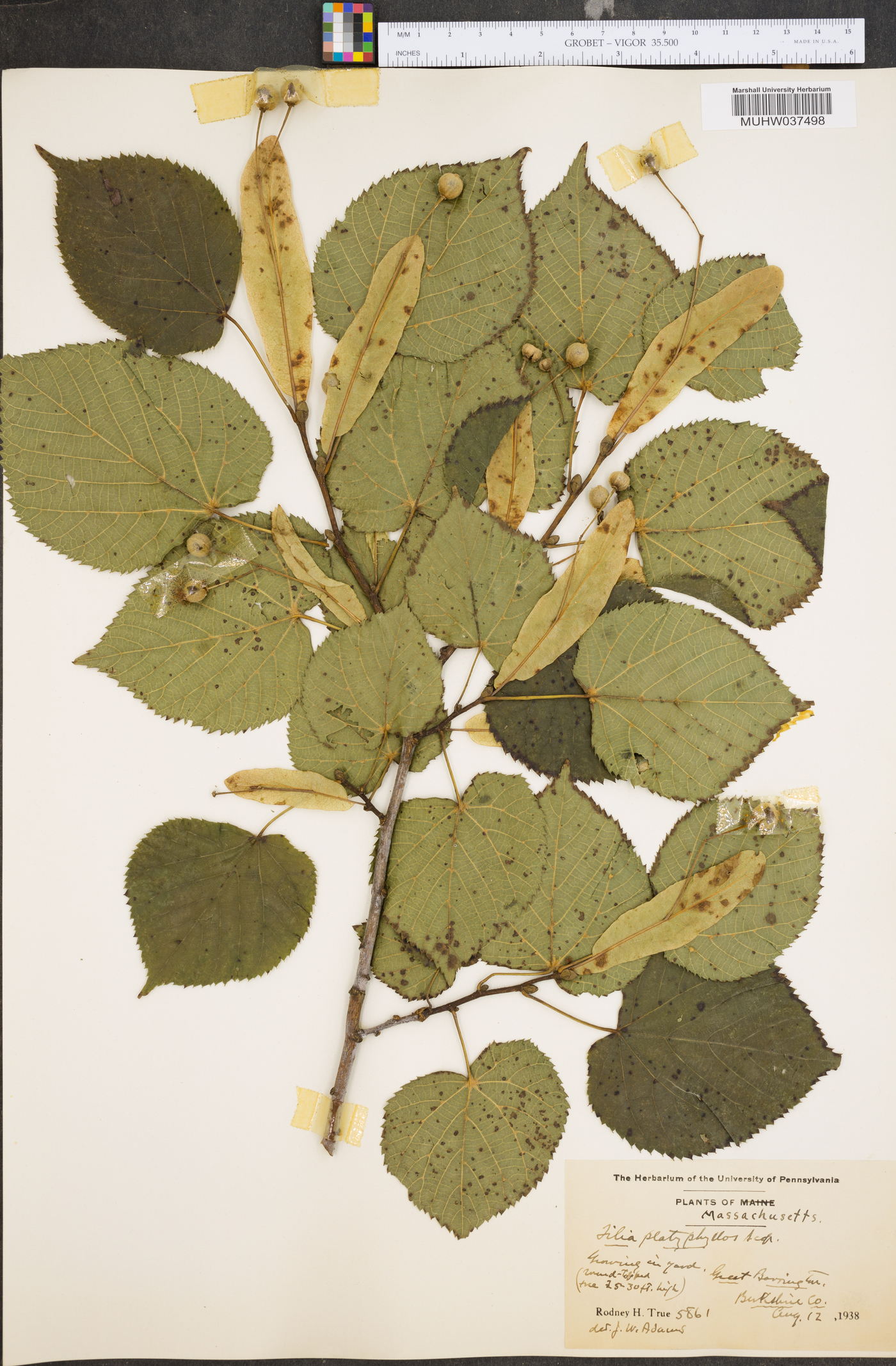 Tilia platyphyllos image