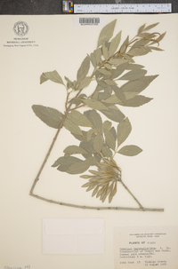 Fraxinus berlandieriana image