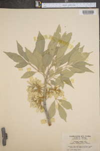 Fraxinus velutina image