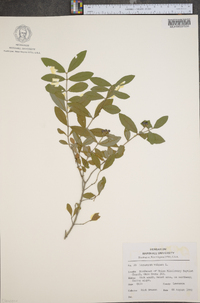 Ligustrum vulgare image