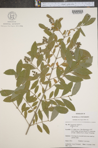 Ligustrum vulgare image