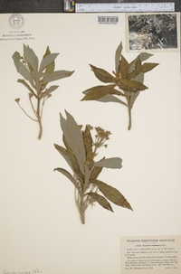Gesneria acuminata image