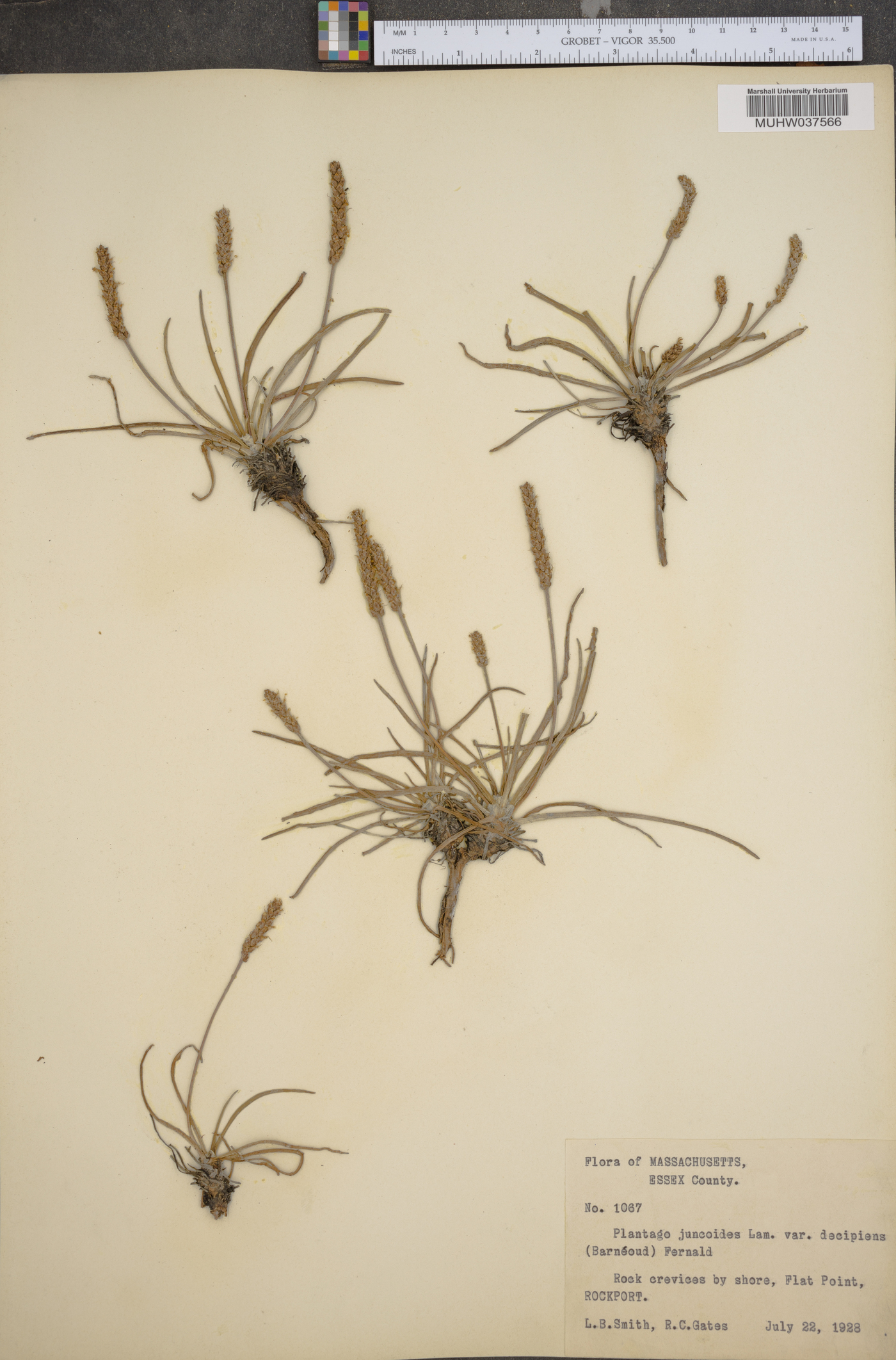 Plantago juncoides var. decipiens image