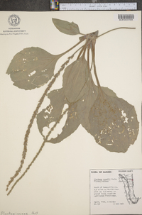 Plantago rugelii image