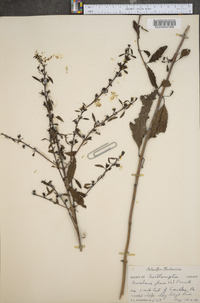 Aureolaria grandiflora var. cinerea image