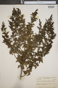 Aureolaria pectinata image