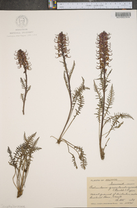 Pedicularis groenlandica image