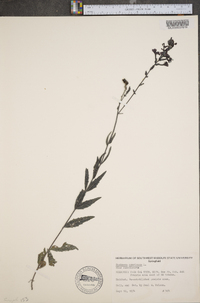 Buchnera americana image