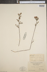 Castilleja coccinea image