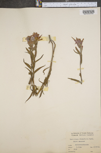 Castilleja rhexiifolia image