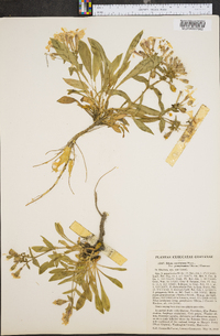 Silene caroliniana subsp. pensylvanica image