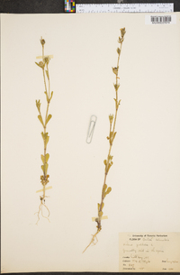 Silene gallica image