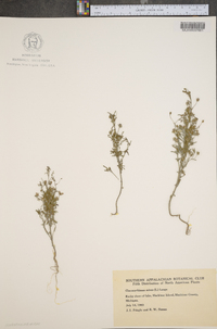 Chaenorhinum minus image