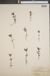 Collinsia parviflora image