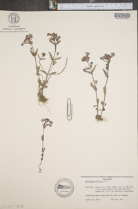 Collinsia violacea image