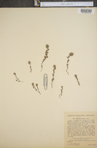 Euphrasia arctica image