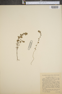 Euphrasia arctica image